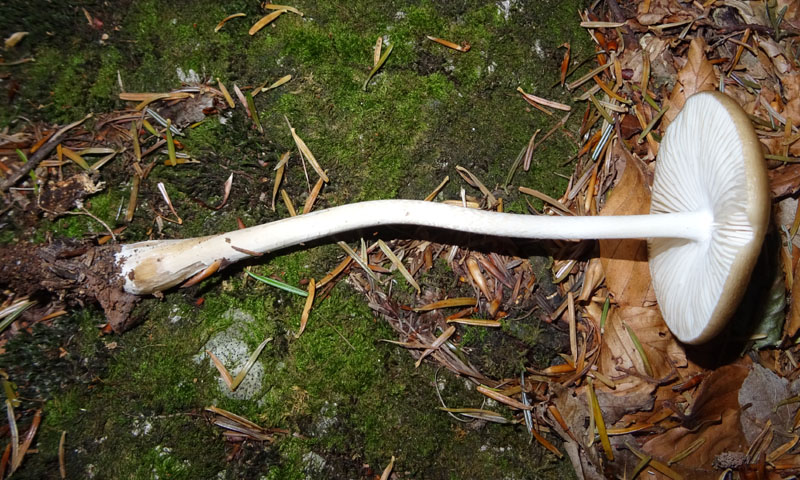 Hymenopellis (Oudemansiella) radicata